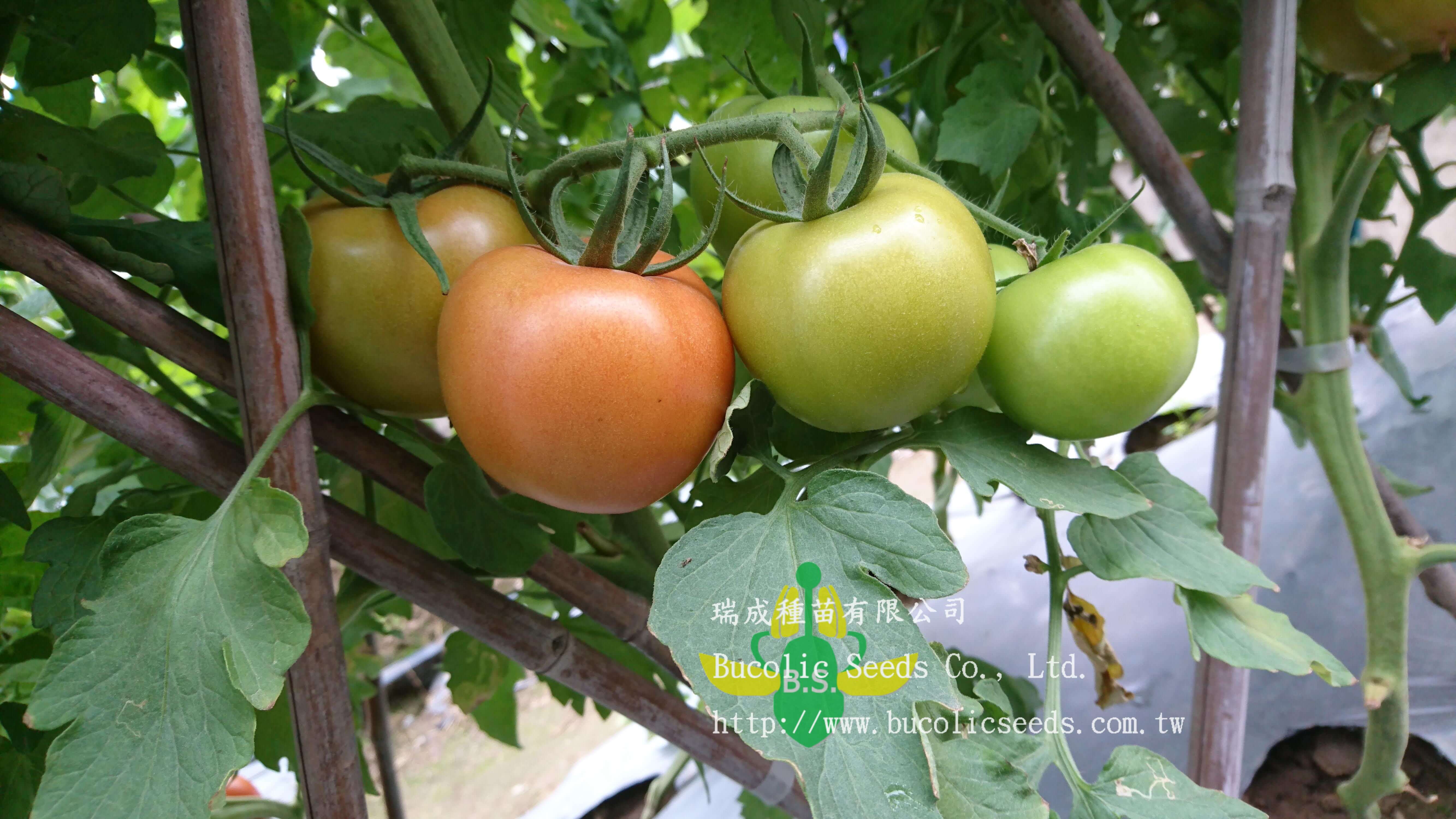 Beef Steak Tomato 1603 - Beef Steak Tomato 1603 (2)